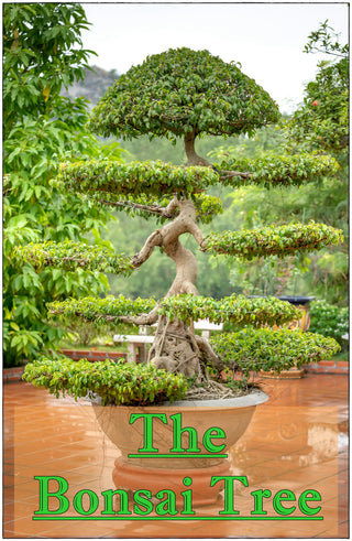 The Bonsai Tree